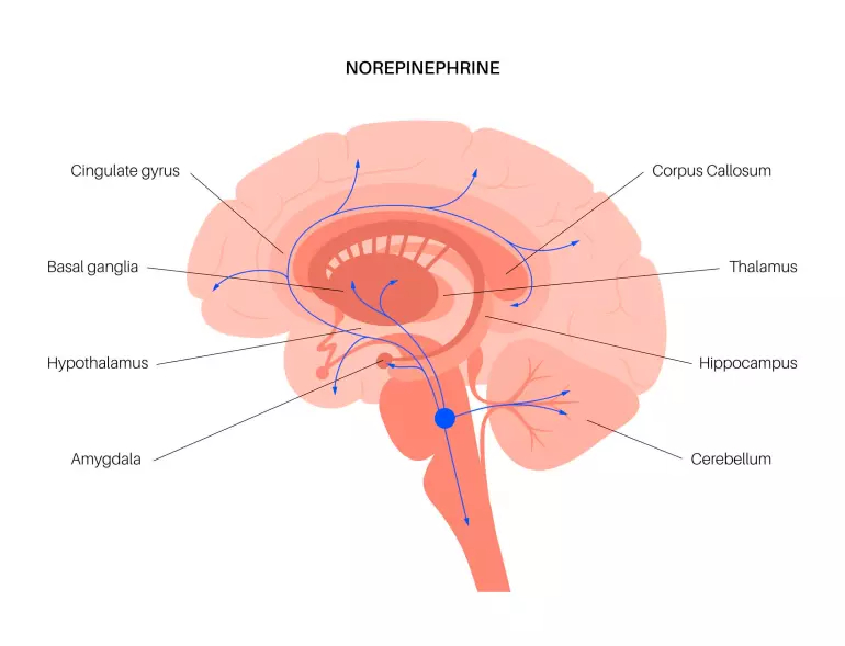 Norepinephrine-pathways-in-the-brain